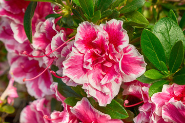 Blossoming pink azalea close up