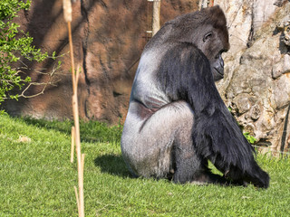 The Western Lowland Gorilla, Gorilla g.gorila, adult male Silver back
