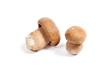 Two porcini mushroom known as boletus edulis isolated on white background.