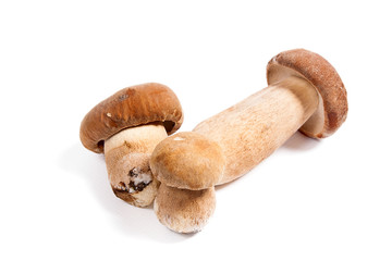 Several porcini mushrooms known as boletus edulis isolated on white background.
