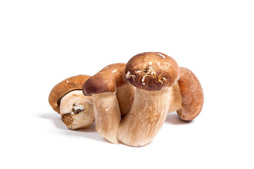 Several porcini mushrooms known as boletus edulis isolated on white background.