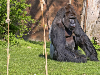 The Western Lowland Gorilla, Gorilla g.gorila, adult male Silver back