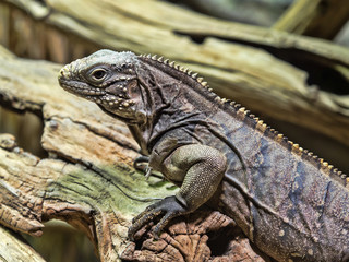 The young Cuban Ground Iguana, Cyclura n. nubila on a branch