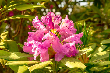 Obraz na płótnie Canvas Blossoming pink azalea close up