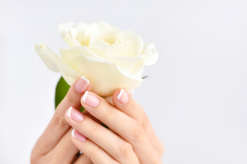 Hands of a woman with beautiful french manicure and white rose