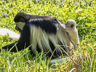 The family Mantled guereza, Colobus guereza, with a white colored baby