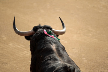 Toro Bravo