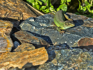 European green lizard, Lacerta viridis, the green jewel of Europe
