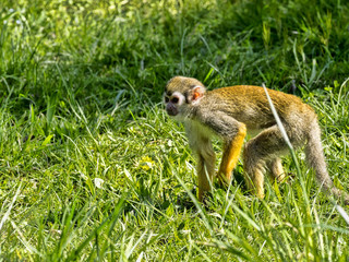 Common squirrel monkey, Saimiri sciureus, is looking for food in the stand