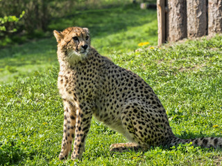 Adult female Cheetah, Acinonyx jubatus
