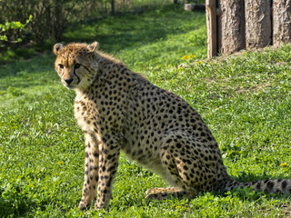 Adult female Cheetah, Acinonyx jubatus