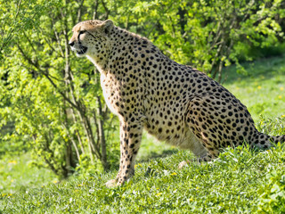 Adult female Cheetah, Acinonyx jubatus