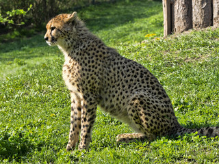 Adult female Cheetah, Acinonyx jubatus
