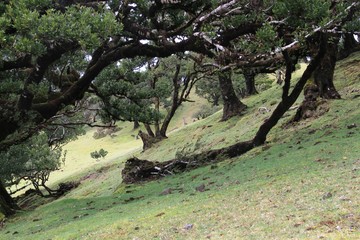 forêt de laurier de Fanal, Madère