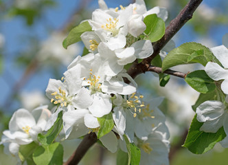 Apfelblüten, blühender Apfelbaum, Malus