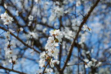 Spring blossom flower