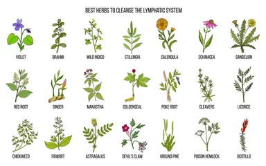 Papier Peint photo Herbes Meilleures herbes médicinales pour nettoyer le système lymphatique