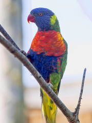 Rainbow lorikeet, Trichoglossus haematodus moluscanus, is beautifully colored