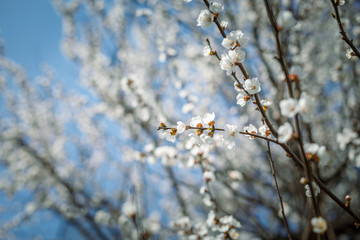 Spring blossom flower