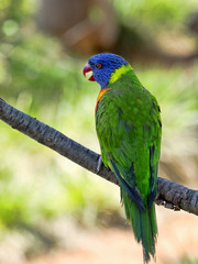 Rainbow lorikeet, Trichoglossus haematodus moluscanus, is beautifully colored
