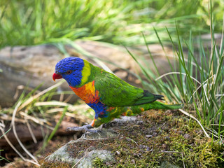 Rainbow lorikeet, Trichoglossus haematodus moluscanus, is beautifully colored