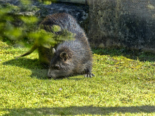 Desmarest's Hutia, Capromys pilorides, is a large tree rodent