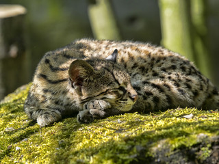 Oncilla, Leopardus tigrinus, sleeping on the trunk
