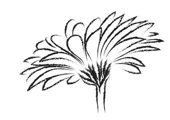 abstract gerbera flower vector illustration, floral natural styled flower sample