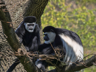 Obraz premium The family Mantled guereza, Colobus guereza, with a white colored baby