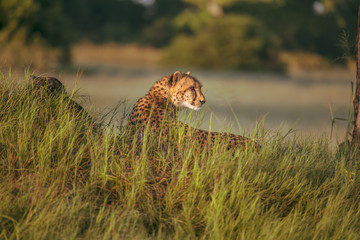African cheetah, Masai Mara National Park, Kenya, Africa. Cat in nature habitat. Greeting of cats (Acinonyx jubatus)	