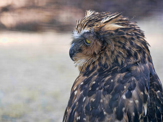 Portrait of Buffy Fish-owl, Ketupa ketupu