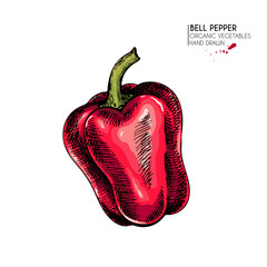 Vector hand drawn set of farm vegetables. Isolated whole bell bulgarian pepper. Engraved colored art. Organic sketched vegetarian objects. Use for restaurant, menu, grocery, market, store, party