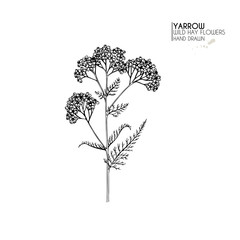 Hand drawn wild hay flowers. Yarrow milfoil. Medical herb. Vintage engraved art. Botanical illustration. Good for cosmetics, medicine, treating, aromatherapy, nursing, package design field bouquet. © logaryphmic