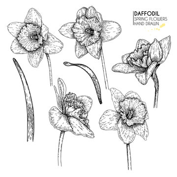 Hand drawn set of daffodil or narcissus flowers. Vector engraved art. Spring garden blossoms. Monocrome sketch. Good for wedding card, party decoration, greeting flyer, poster, banner design.