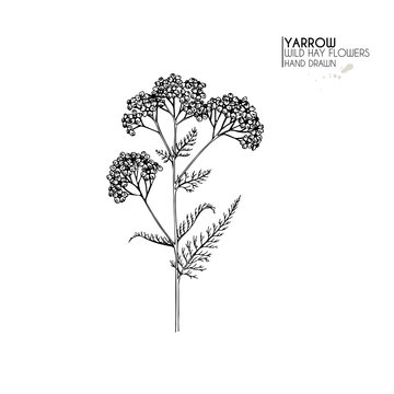 Hand drawn wild hay flowers. Yarrow milfoil. Medical herb. Vintage engraved art. Botanical illustration. Good for cosmetics, medicine, treating, aromatherapy, nursing, package design field bouquet.