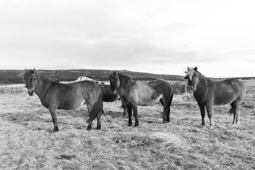 Group of Iceland Ponies in black and white