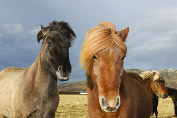 Two pretty Iceland ponies look friendly and curious into the camera with splendid evening light