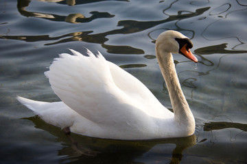 Obraz premium beautiful white swan with drop of water at the beak. Floating in a lake at sunset
