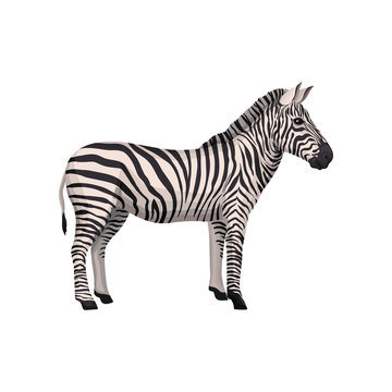 Zebra wild african animal, side view vector Illustration on a white background