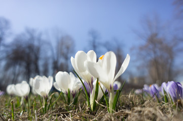 The first spring flowers crocus. White spring fragrant flowers of crocus and green grass. Spring bright floral background. Gentle symbol of spring.