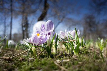 The first spring flowers crocus. White spring fragrant flowers of crocus and green grass. Spring bright floral background. Gentle symbol of spring.