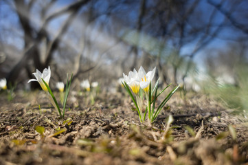 Gorky park First Spring Flowers. First sign of spring emerging