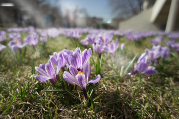 Purple and white macro flower - Light flooded purple crocuses with soft background