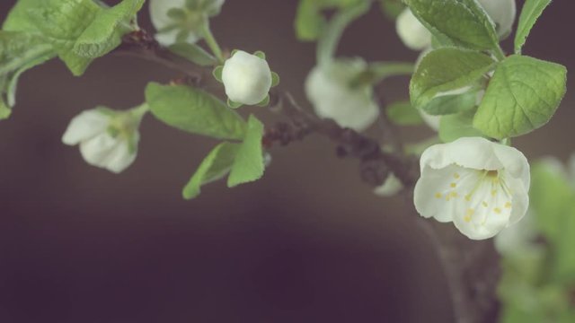Plum tree flowers blooming closeup. Gardening concept. Blossoming plum tree. Time lapse. 4K UHD video 3840X2160