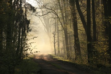 Obraz premium Spring forest on a foggy morning