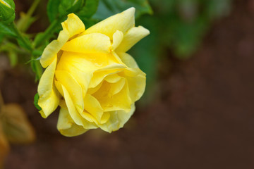 Macro shot of a yellow rose.