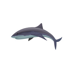 Shark marine mammal creature vector Illustration on a white background