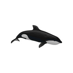Killer whale marine mammal, inhabitant of sea and ocean vector Illustration on a white background