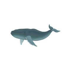 Blue whale marine mammal, inhabitant of sea and ocean vector Illustration on a white background