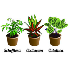 Hand drawn vector illustration set of indoor flower for decoration